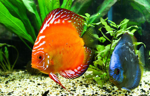 居家养鱼风水讲究，怎么养鱼招财运？