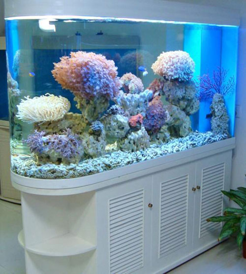 居家养鱼风水讲究，怎么养鱼招财运？