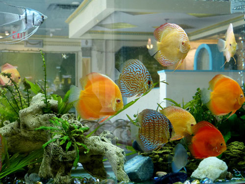 居家养鱼风水讲究，怎么养鱼招财运？