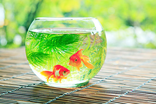 居家养鱼风水讲究，怎么养鱼招财运？